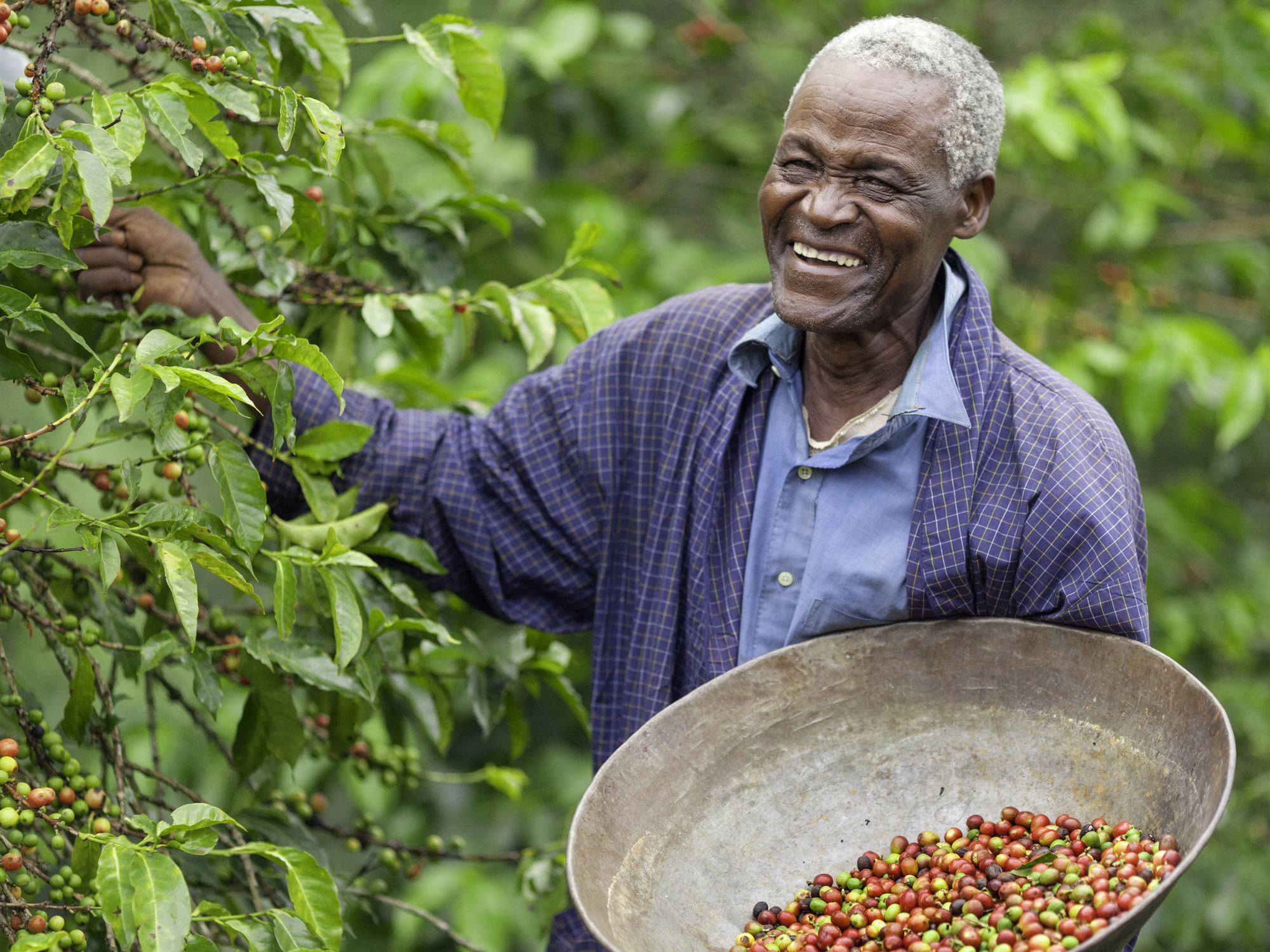 Kenyan Fair Trade Coffee Farmer http://i152.photobucket.com/albums/s173/ranplett/africa.jpg